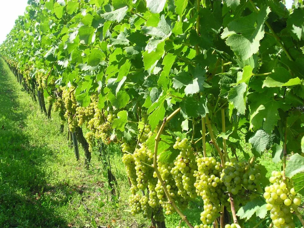 Gaestehof - Weinbau Saeger Nordheim am Main Germania
